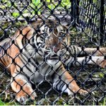 Harimau Kembali Dilepas Kehabitat Aslinya