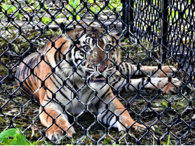 Harimau Kembali Dilepas Kehabitat Aslinya