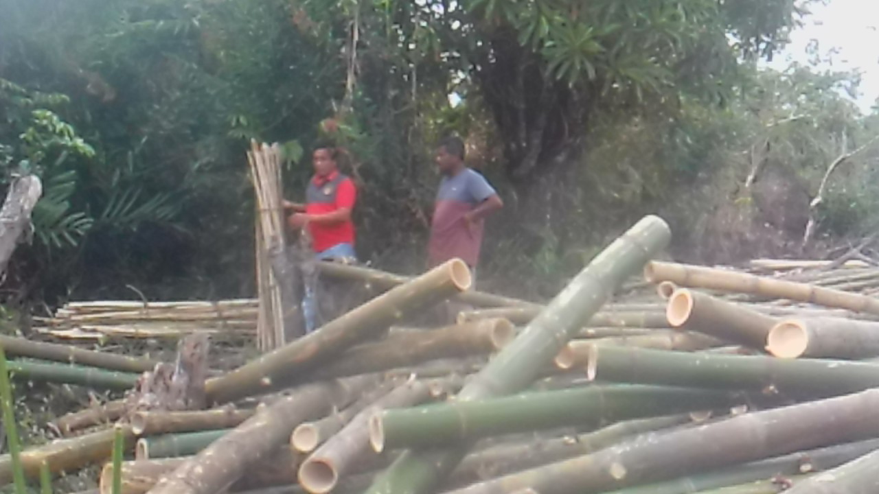Muara Sungai Pasie Kuala Asahan Bakal Jadi Hutan Mangrove Masa Depan