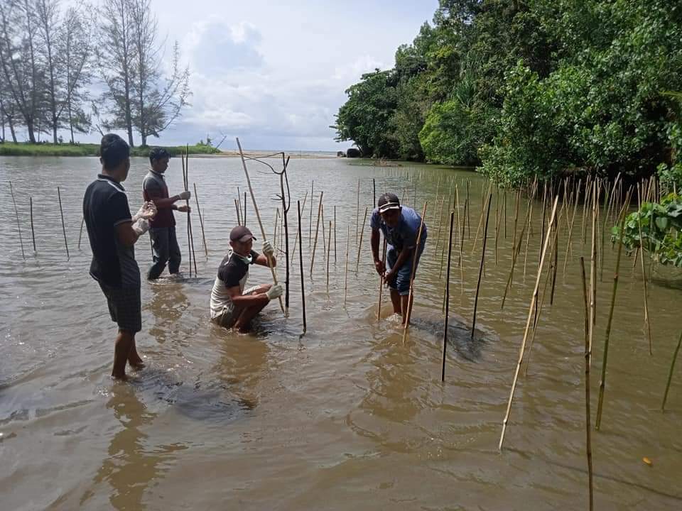 BPSPL Padang Tanam Bibit Mangrove di Muara Sungai Seuleukat