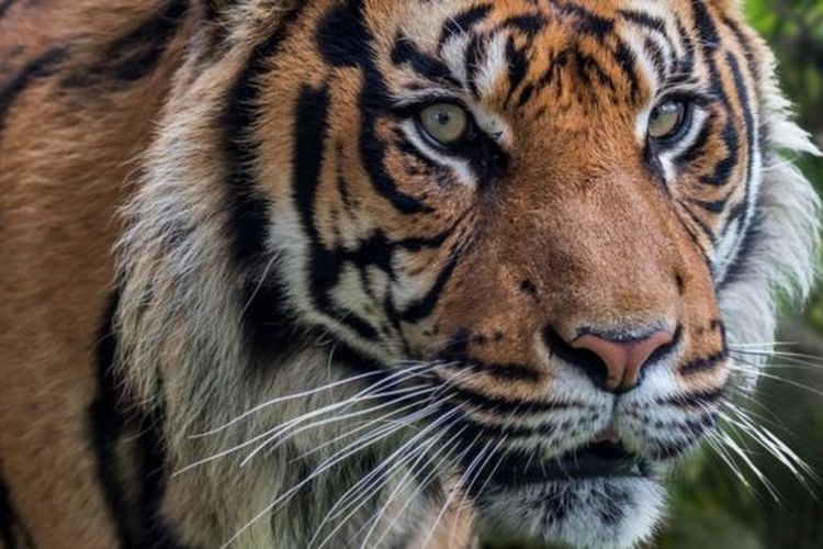Dua Ekor Harimau Berkeliaran di Puncak Geumilang, Kalak BPBD Asel : Warga Tetap Waspada