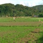 Musim Kemarau, Sawah di Labuhanhaji Timur Terancam Gagal Tanam