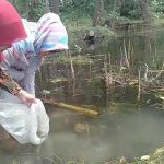 BUMG Gampong Air Pinang Tebar Bibit Ikan Nila di Kolam Alami