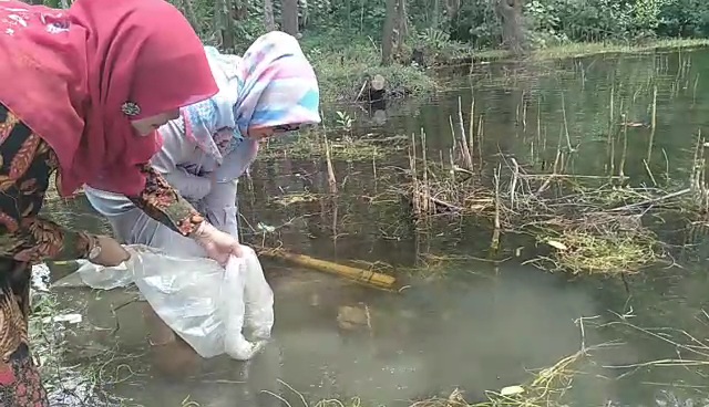 BUMG Gampong Air Pinang Tebar Bibit Ikan Nila di Kolam Alami