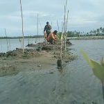 TDC Aceh Selatan Cek Mangrove yang Telah Ditanam di Pasie Kuala Asahan