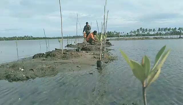 TDC Aceh Selatan Cek Mangrove yang Telah Ditanam di Pasie Kuala Asahan