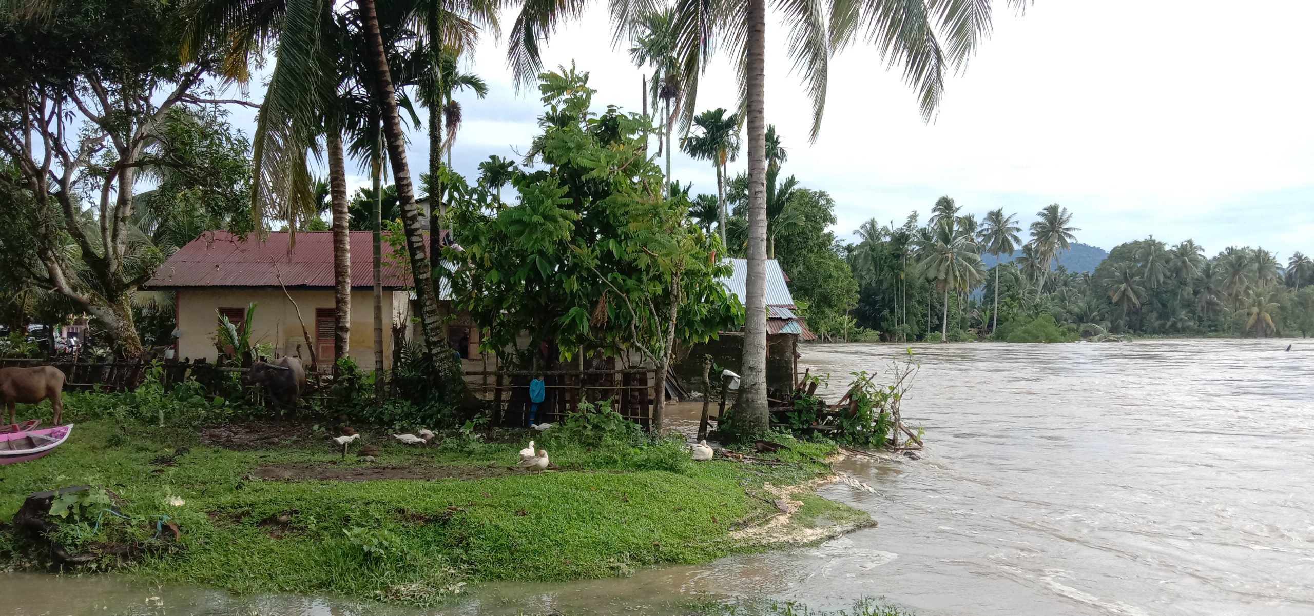 Dua Dari Lima Rumah Yang Terdampak Abrasi Sungai Kluet Terpaksa Dibongkar Warga