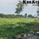 Tanaman Eceng Gondok Ancam Mata Pencaharian, Nelayan Kualaba’u Minta Penanganan Pemkab