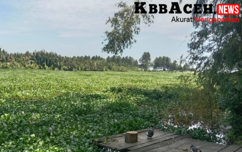 Tanaman Eceng Gondok Ancam Mata Pencaharian, Nelayan Kualaba’u Minta Penanganan Pemkab