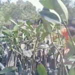 TDC Aceh Selatan Lakukan Penyisipan Bibit Mangrove di Pasie Kuala Asahan