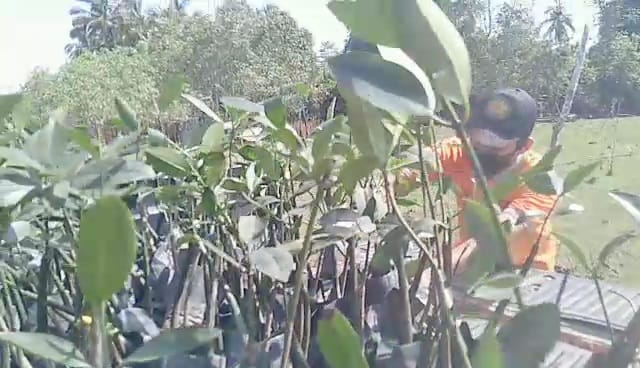TDC Aceh Selatan Lakukan Penyisipan Bibit Mangrove di Pasie Kuala Asahan