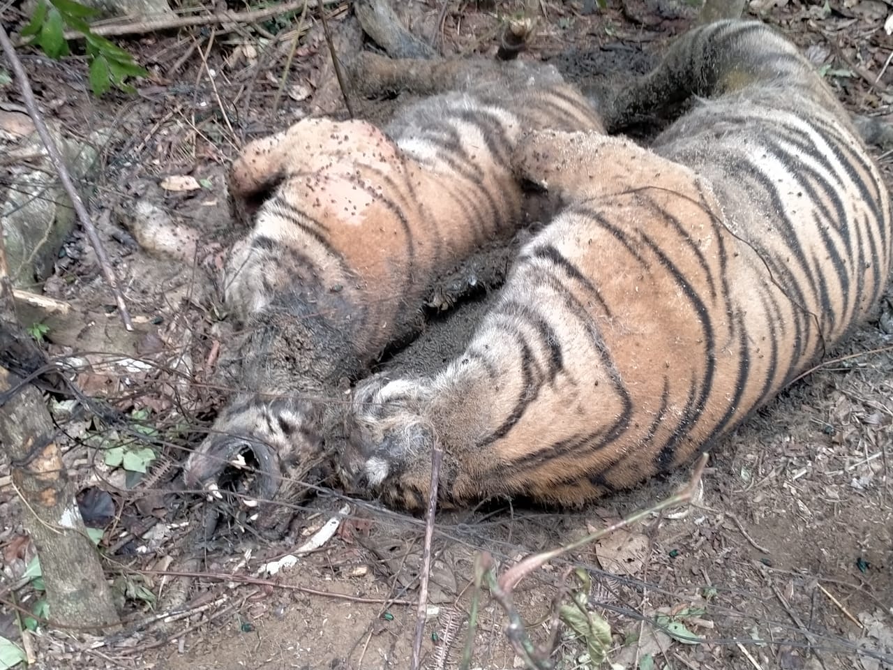 BKSDA Terkesan Tutupi Informasi Terkait Matinya Tiga Ekor Harimau Sumatera di Aceh Selatan