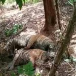 Tiga Ekor Harimau Sumatera Mati, YGHL : BKSDA Kurang Sosialisasi Kepada Masyarakat