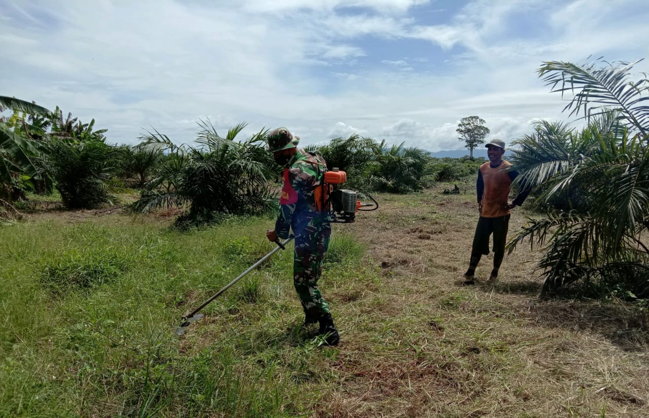 Motivasi Petani, Babinsa Koramil/09 Trumon  Babat Rumput di Kebun Warga Binaan