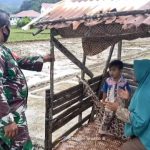 Sukseskan Hanpangan, Babinsa Koramil Sawang Pantau Perkembangan Pertanian di Desa Binaan