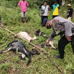 Dua Warga Trumon Dikejar Harimau Saat Mencari Ternak Yang Hilang