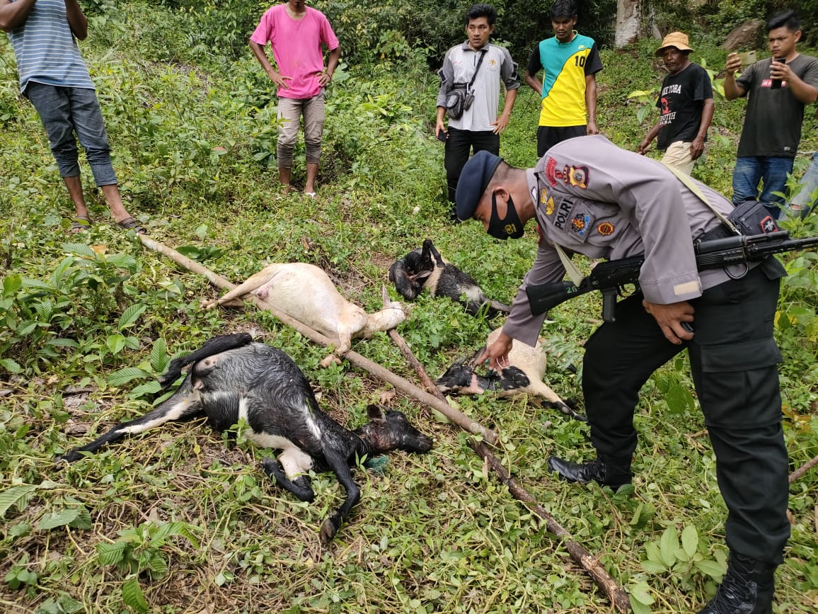 Dua Warga Trumon Dikejar Harimau Saat Mencari Ternak Yang Hilang