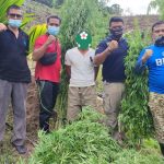 Gandeng Satresnarkoba, BNNK Aceh Selatan Musnahkan Ladang Ganja, Seorang Tersangka Diamankan