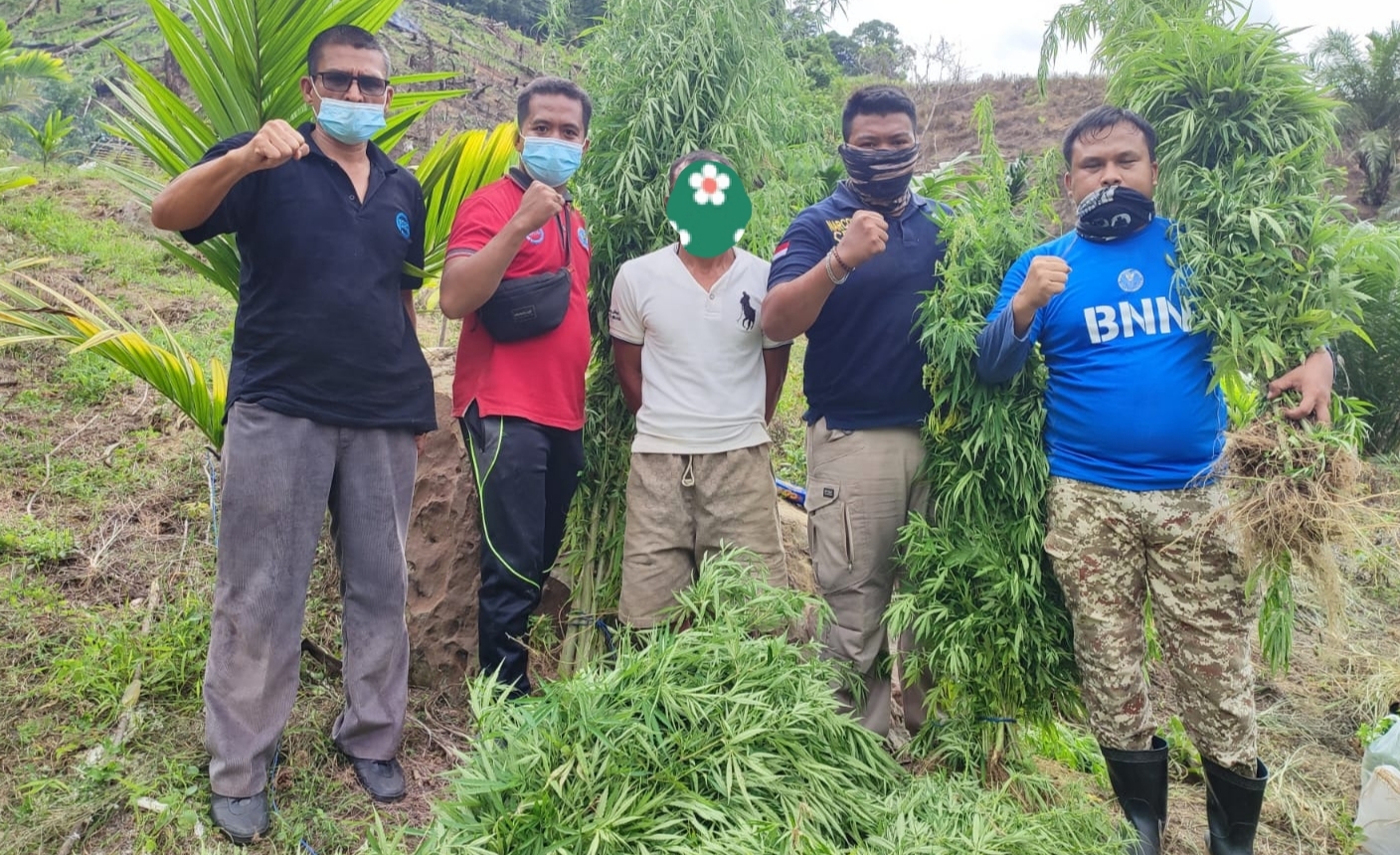 Gandeng Satresnarkoba, BNNK Aceh Selatan Musnahkan Ladang Ganja, Seorang Tersangka Diamankan