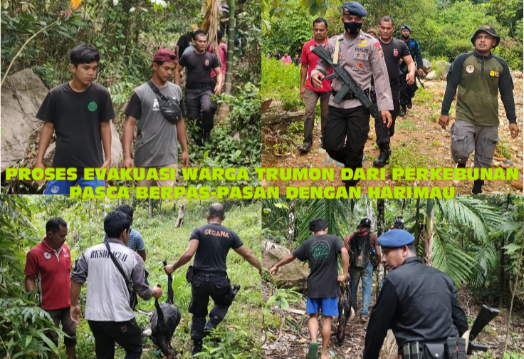 Pasca Kemunculan Harimau Di Trumon, Warga Diminta Tidak Beraktivitas Di Hutan