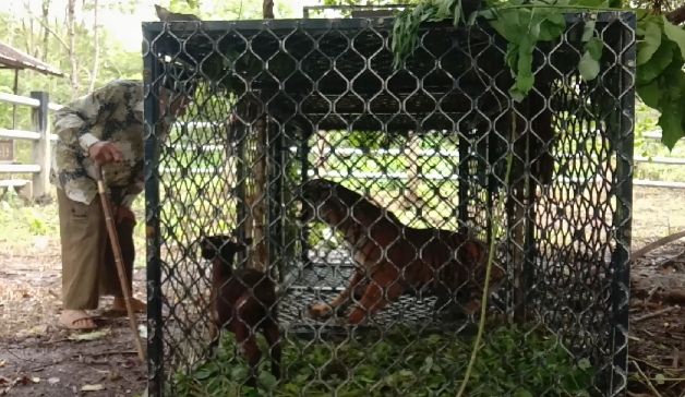 Seekor Harimau Sumatera Di Aceh Selatan Masuk Perangkap BKSDA