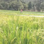 Hingga Akhir 2021, Ketersediaan Pupuk Bersubsidi Di Bakongan Timur Dan Kluet Tengah Kosong, Ini Penyebabnya