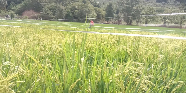 Hingga Akhir 2021, Ketersediaan Pupuk Bersubsidi Di Bakongan Timur Dan Kluet Tengah Kosong, Ini Penyebabnya