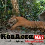 BKSDA Aceh Lepas Liarkan Putro Kapho Ke Habitatnya