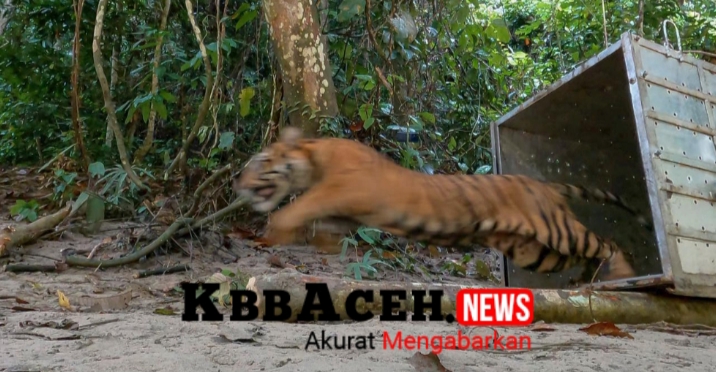 BKSDA Aceh Lepas Liarkan Putro Kapho Ke Habitatnya