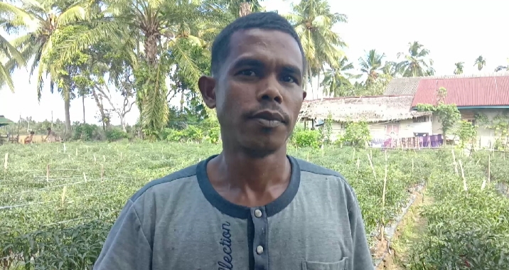 Berawal Dari Coba-coba, Mahmardi Dobel Panen Di Kebun Cabai