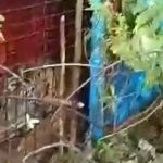 Harimau Masuk Perangkap di Aceh Selatan