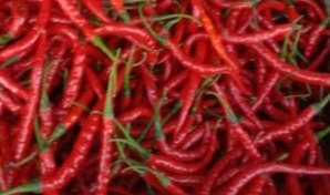 Harga Cabe Merah di Aceh Selatan Belum Stabil
