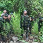 BNN RI Kembali Temukan Ladang Ganja Siap Panen di Aceh Selatan