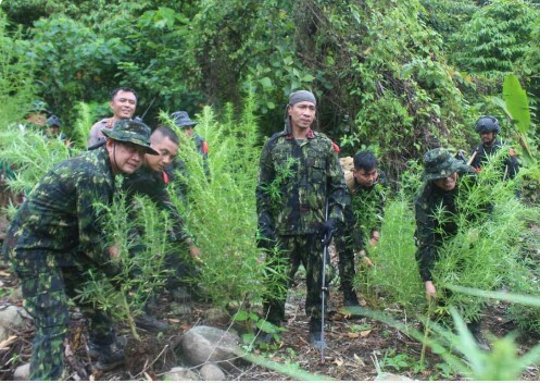 BNN RI Kembali Temukan Ladang Ganja Siap Panen di Aceh Selatan