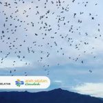 Saat Kawanan Burung Perling Pulang Tidur di Pulau Dua 