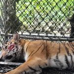 Akhirnya Harimau Penerkam Dua Petani di Aceh Selatan Masuk Perangkap