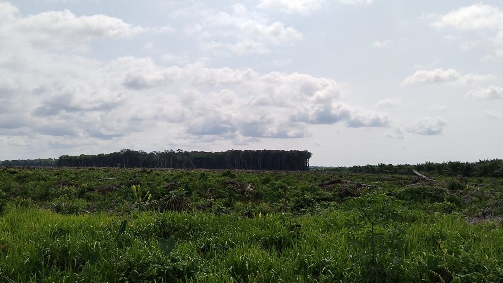 Vendor Kecewa, PT. ASN Belum Membayar Replanting Kelapa Sawit