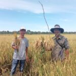 Tingkatkan Hasil Panen, Masyarakat Lakukan Metode Ramah Lingkungan