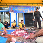 Syahbandar Tapaktuan Bagikan Daging Qurban