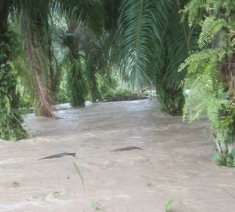 8 Kecamatan di Aceh Utara Terendam Banjir Akibat Intensitas Hujan Yang Tinggi