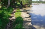 Abrasi Sungai di Gampong Pulo Ie Semakin Parah