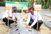 Gerakan Tanam Cabe Dalam Rangka Pengendalian Inflasi di Kabupaten Aceh Selatan