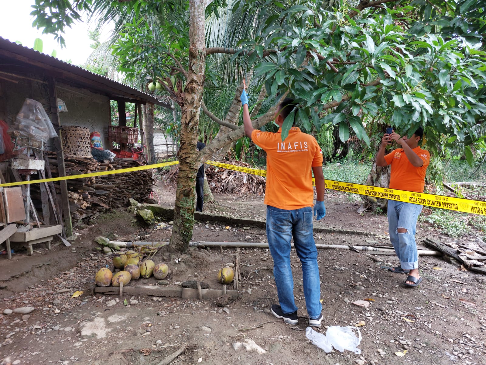 Seorang Pria Di Aceh Selatan Ditemukan Meninggal Gantung Diri di Pohon Mangga