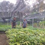 Dandim Aceh Selatan Tinjau Pembibitan Tanaman Unggulan di Desa Pante Geulima Labuhanhaji Barat