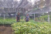 Dandim Aceh Selatan Tinjau Pembibitan Tanaman Unggulan di Desa Pante Geulima Labuhanhaji Barat