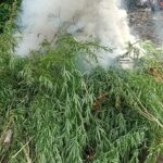 Satres Narkoba Polres Aceh Selatan Musnahkan Satu hektar Ladang Ganja