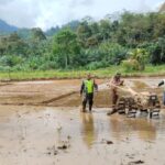 Bergelut Dengan Lumpur, Babinsa Kluet Timur Semangat Dampingi Petani Olah Lahan Sawah