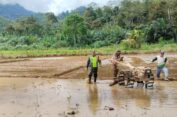 Bergelut Dengan Lumpur, Babinsa Kluet Timur Semangat Dampingi Petani Olah Lahan Sawah