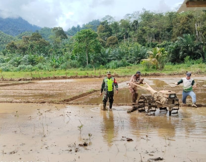 Bergelut Dengan Lumpur, Babinsa Kluet Timur Semangat Dampingi Petani Olah Lahan Sawah