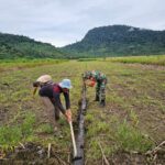 Peran Babinsa Dalam Ketahanan Pangan, Serda Zainal Amri Bersama Petani Rawat Tanaman Jagung